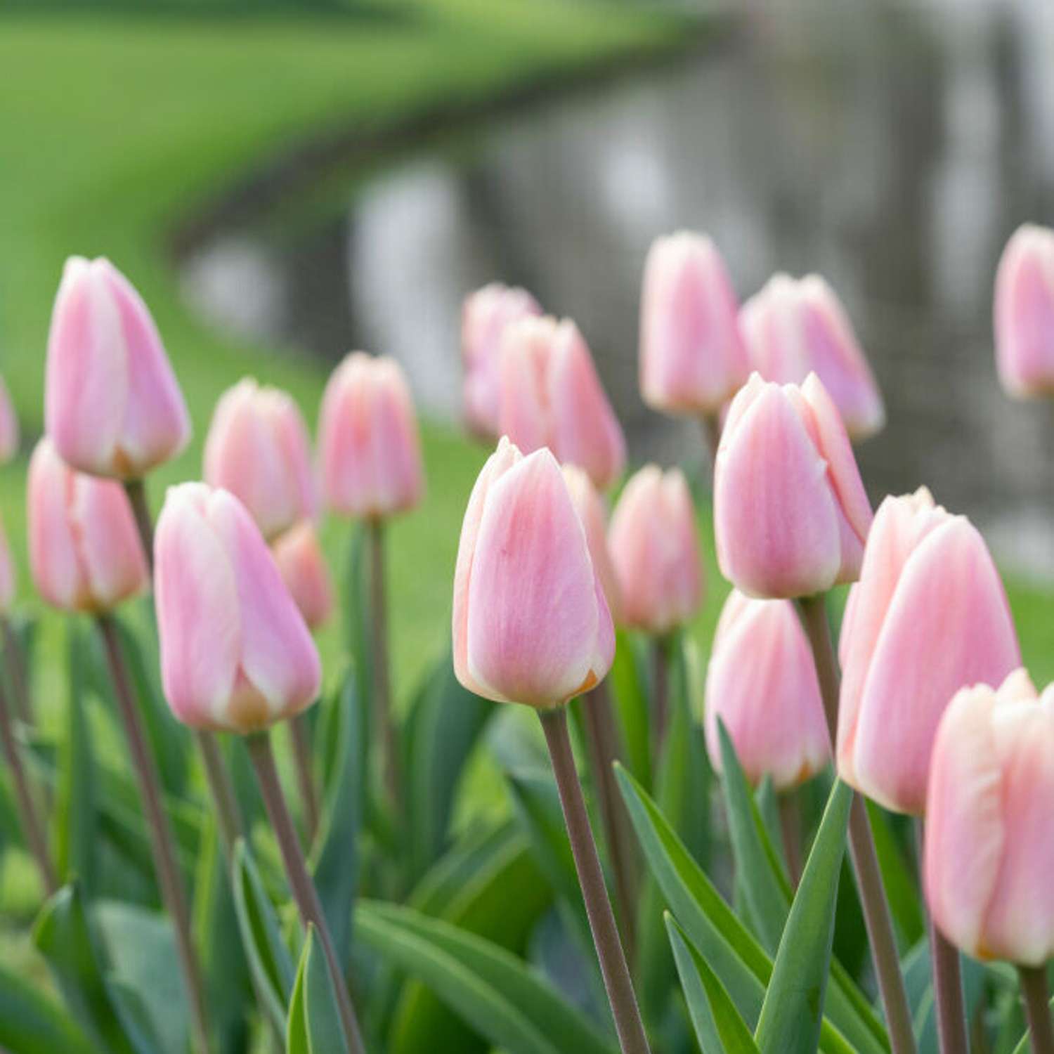 Tulpe 'Apricot Delight'